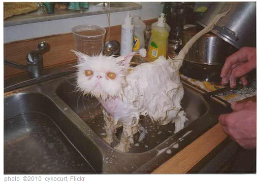 Therapeutic Cat-Washing | The Jackie Blog